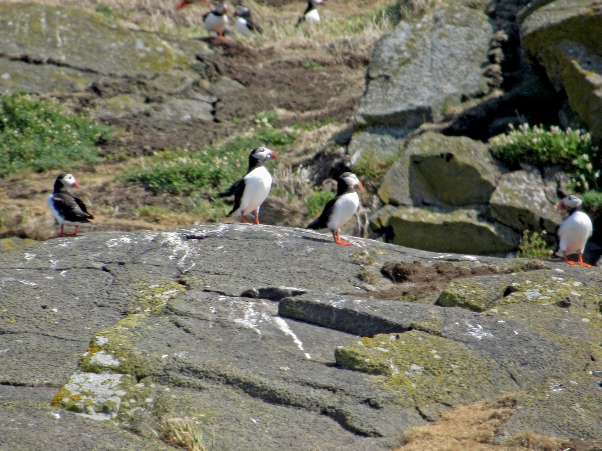 Atlantic Puffin - ML645256024