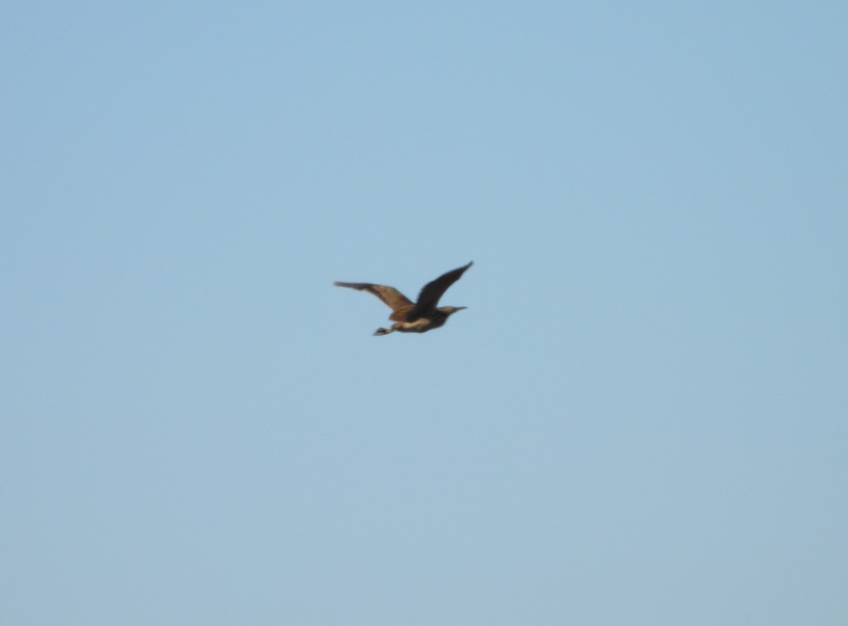 American Bittern - ML645256027