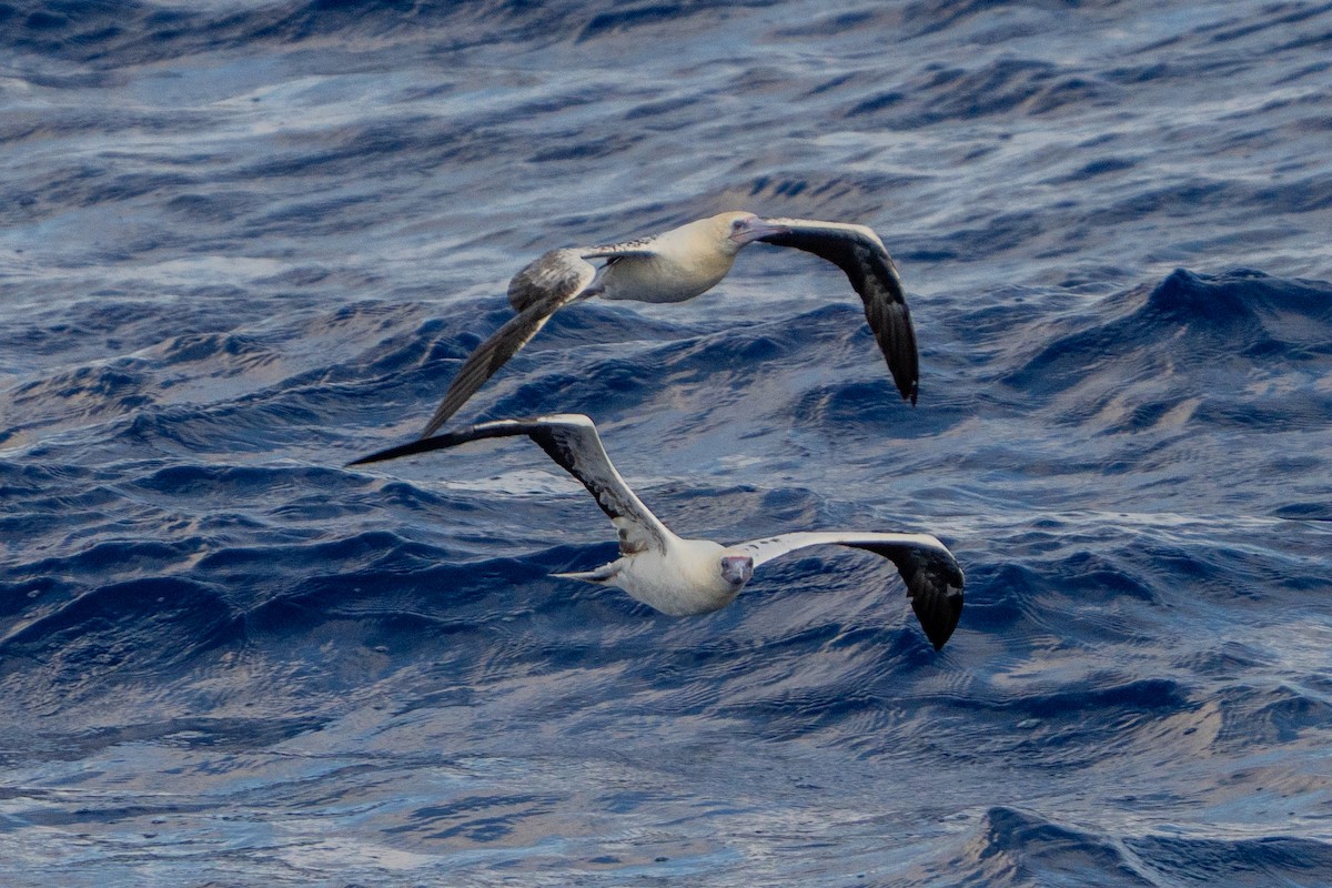 Zanga hankagorria - ML645256029