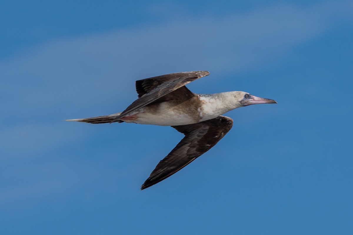 Zanga hankagorria - ML645256031