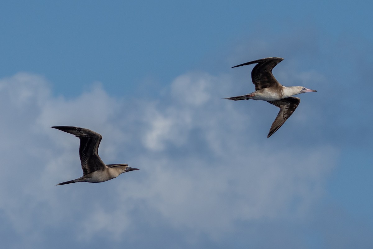 Zanga hankagorria - ML645256032