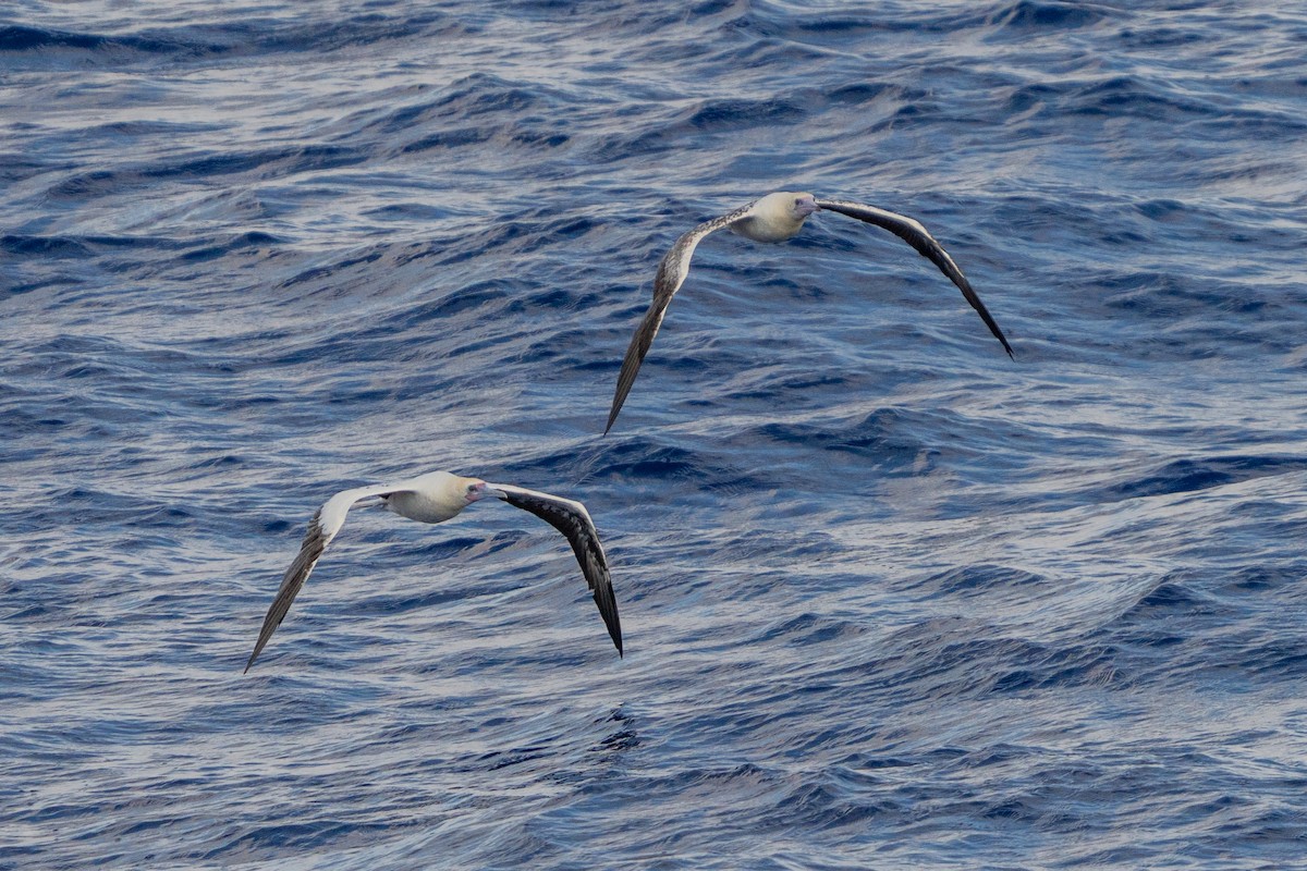 Zanga hankagorria - ML645256035