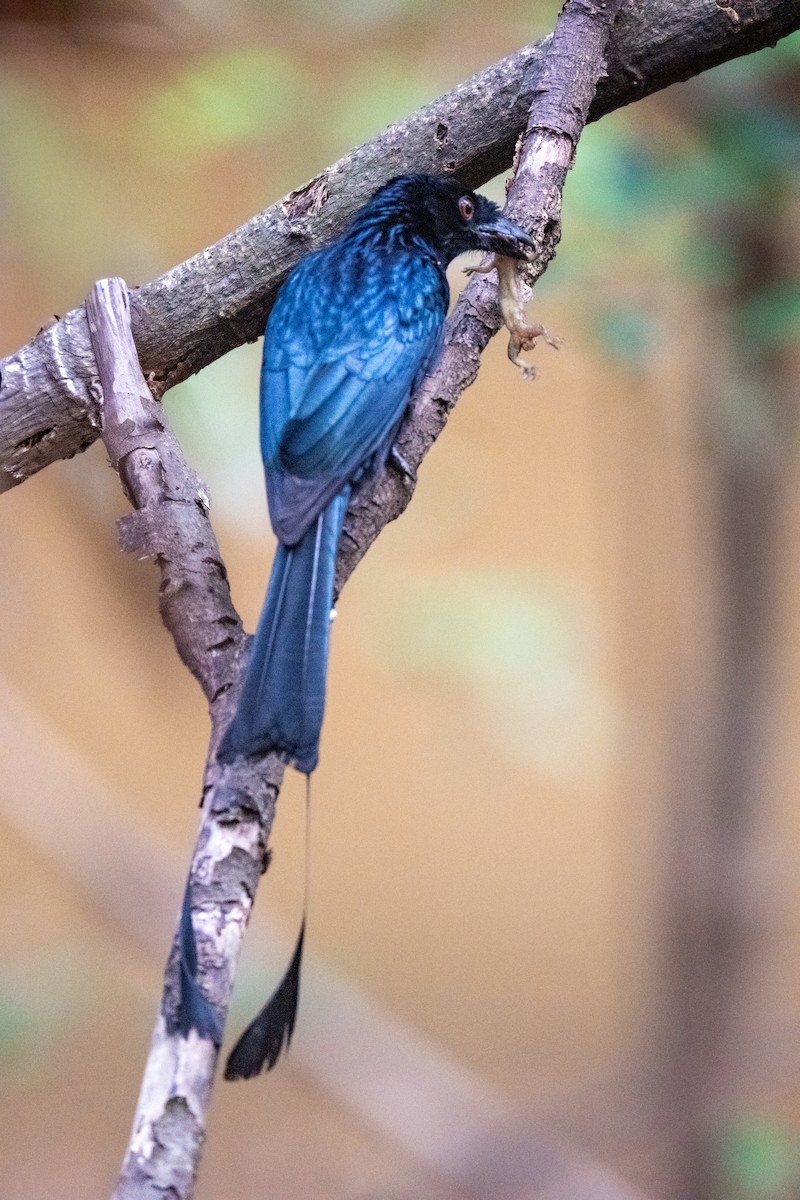 Greater Racket-tailed Drongo - ML645256038