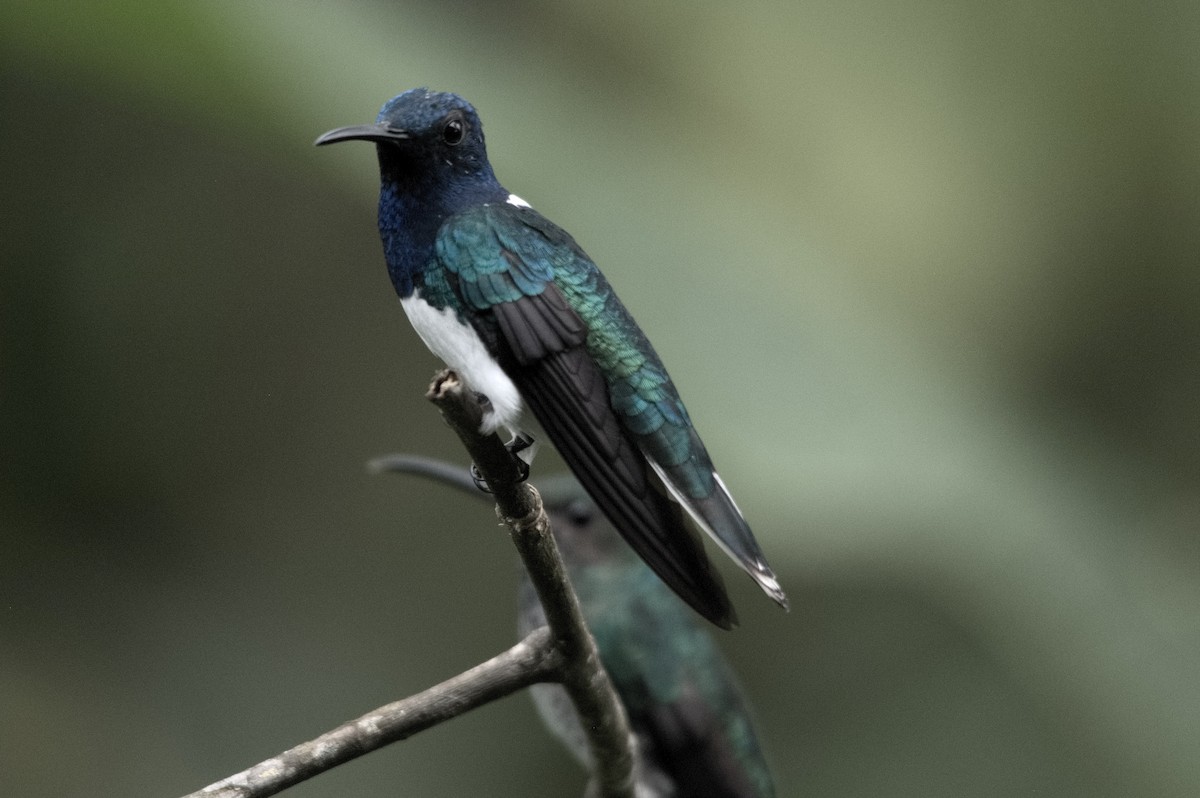 White-necked Jacobin - ML645256039