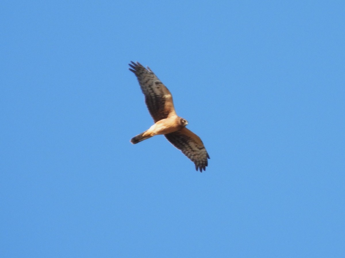 Northern Harrier - ML645256043