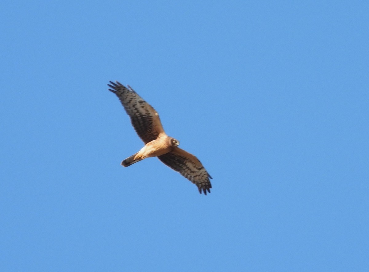 Northern Harrier - ML645256044