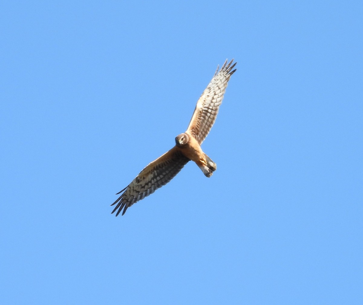 Northern Harrier - ML645256045