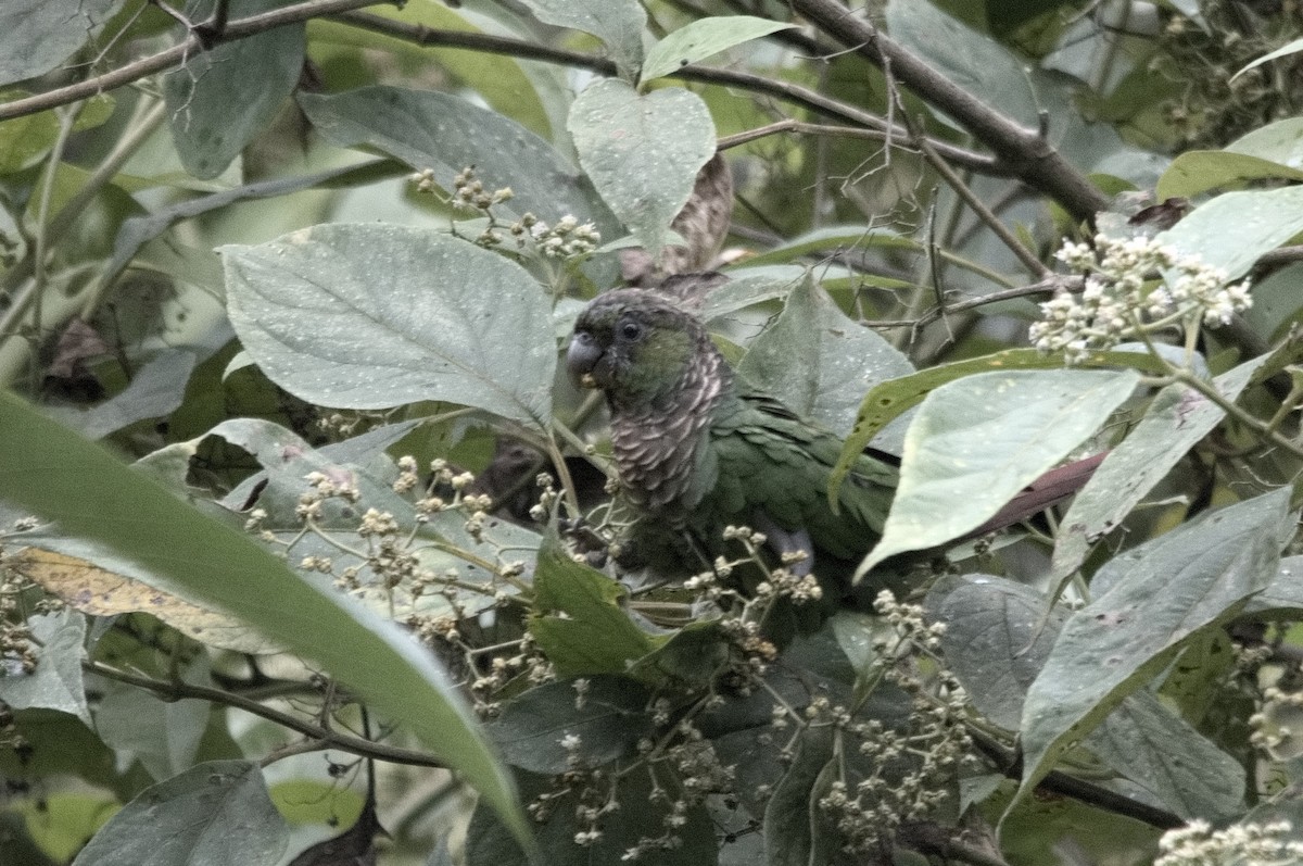 Cotorra Colinegra - ML645256079