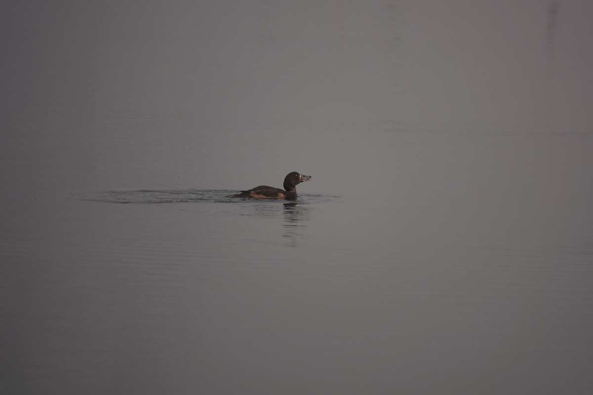 Tufted Duck - ML645256092