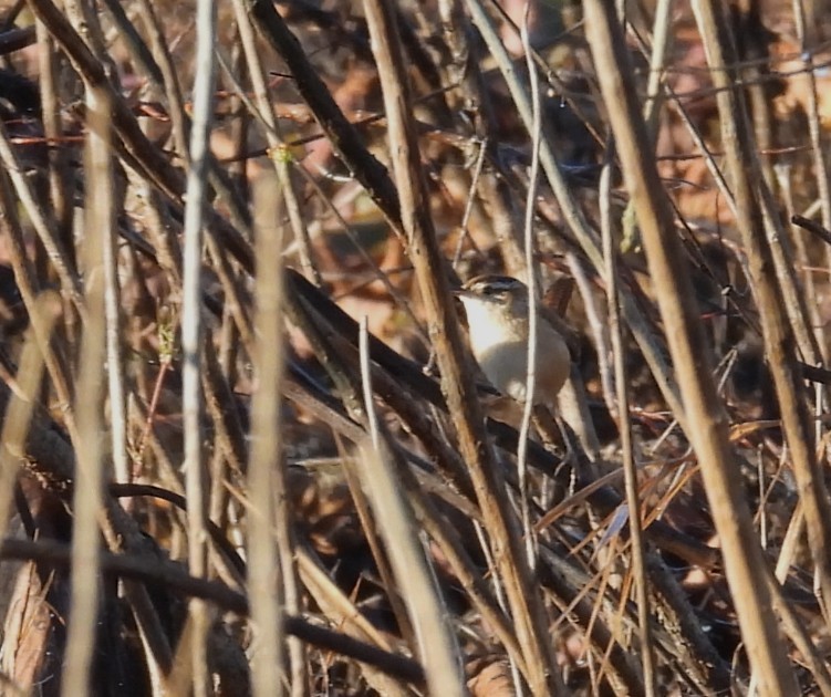 Болотный крапивник - ML645256097