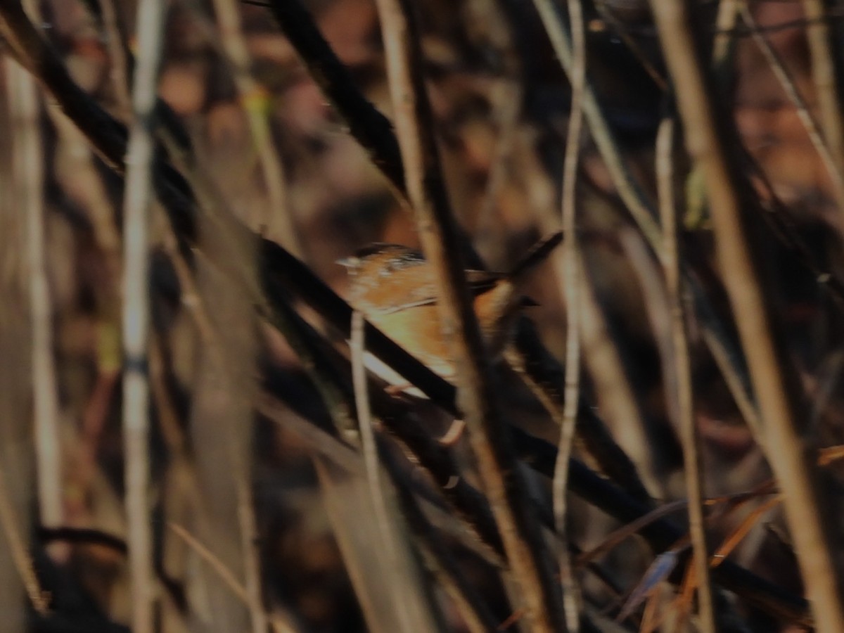 Болотный крапивник - ML645256098