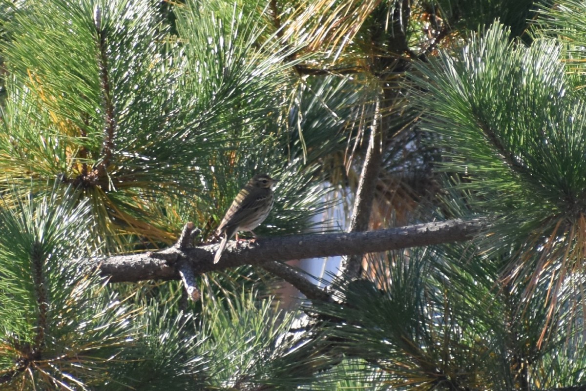 Anthus sp. - ML645256099