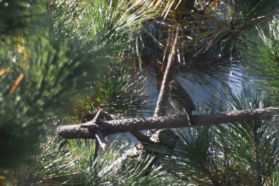 Anthus sp. - ML645256100