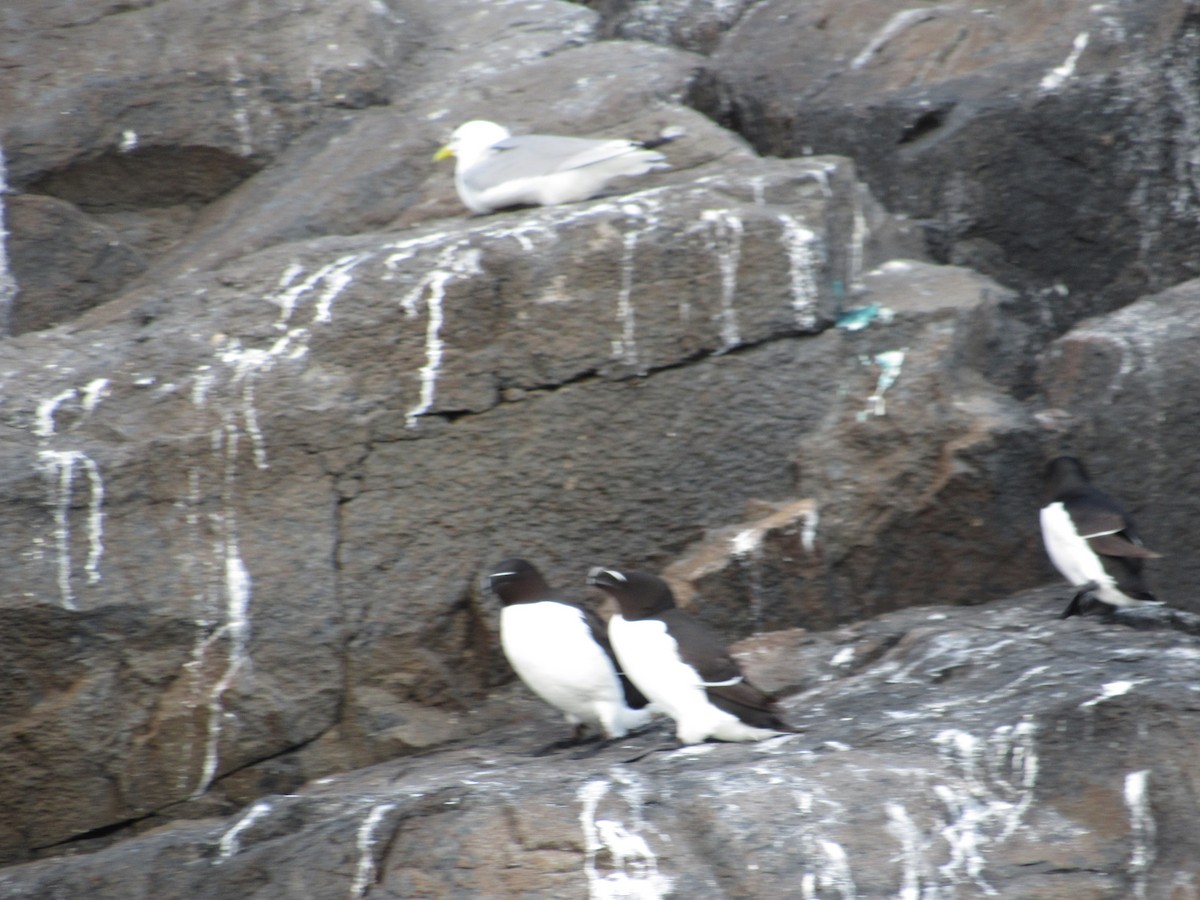 Гагарка - ML645256101