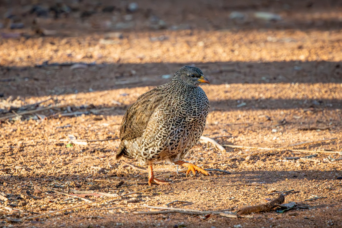 Натальский франколин - ML645256102