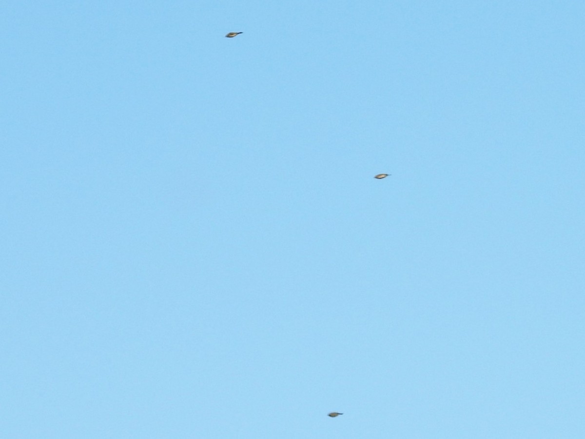 Американский конёк - ML645256103