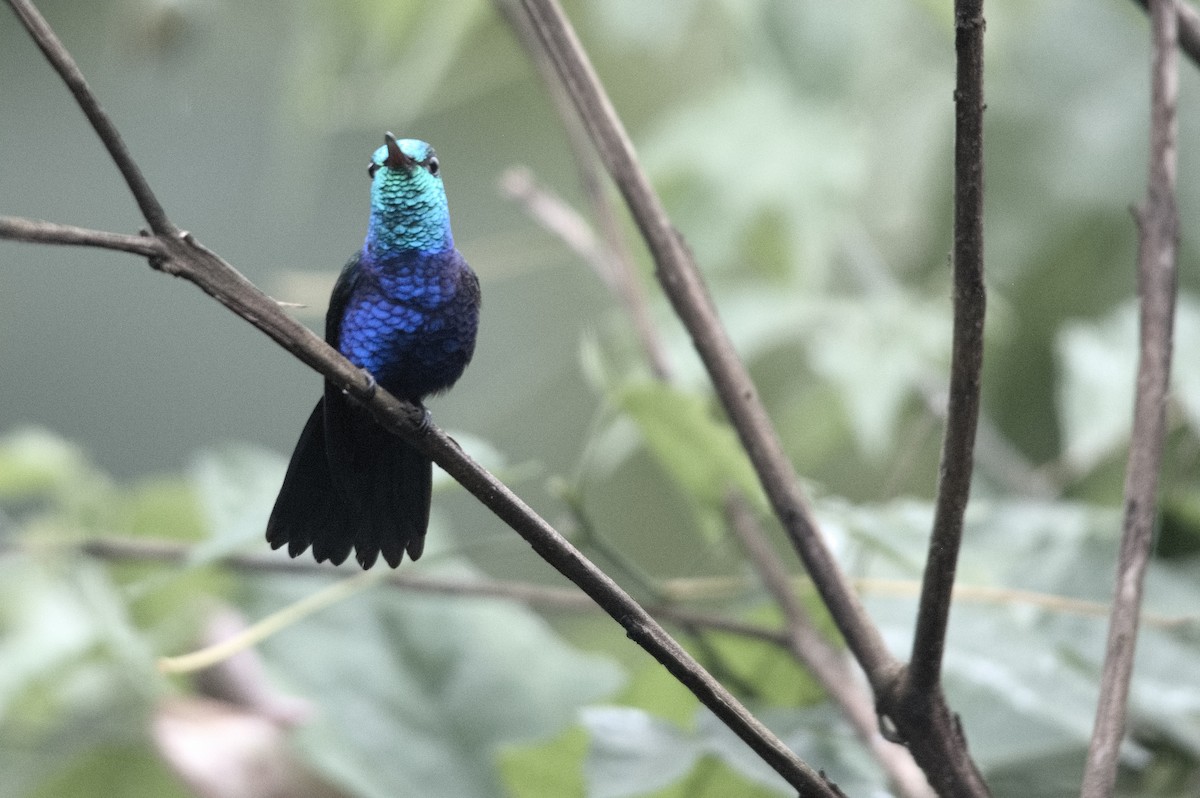 Фиолетовобрюхий колибри - ML645256104