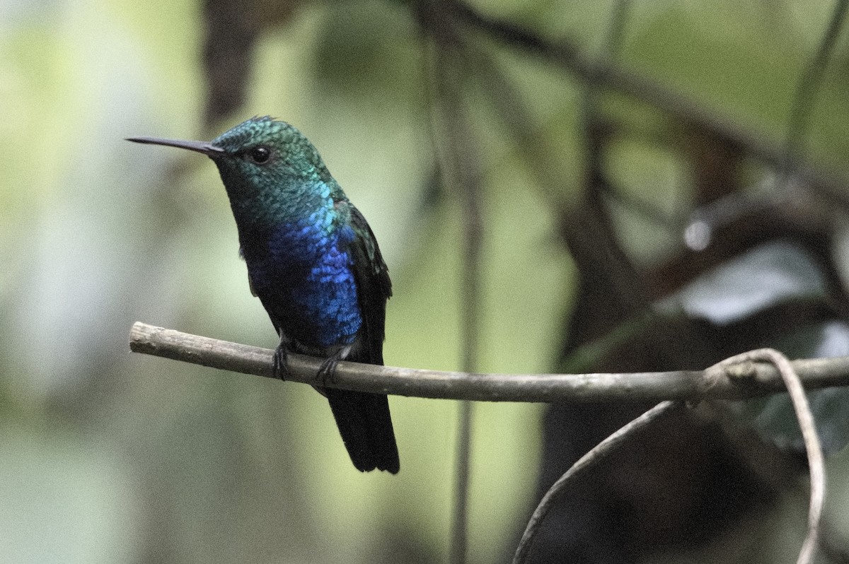 Фиолетовобрюхий колибри - ML645256105