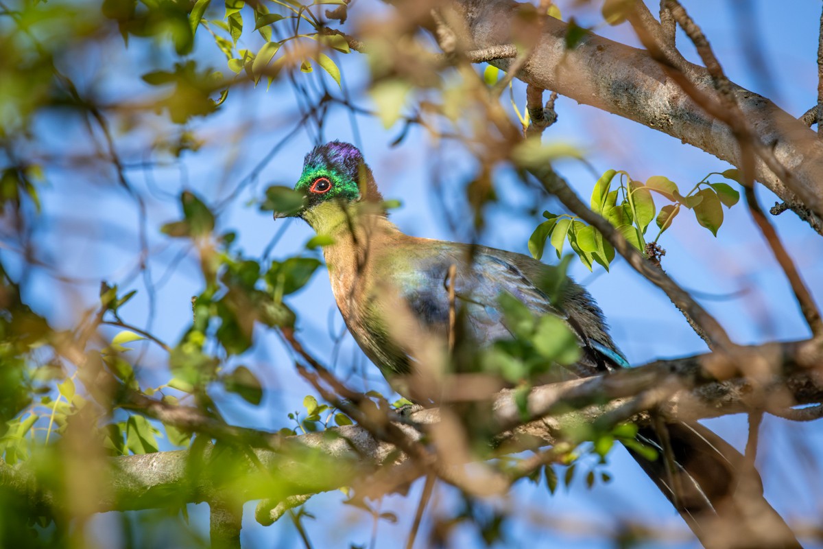 Пурпурнохохлый турако - ML645256108