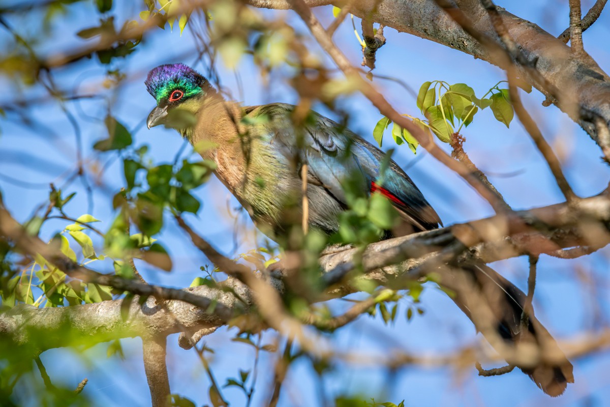 Пурпурнохохлый турако - ML645256109