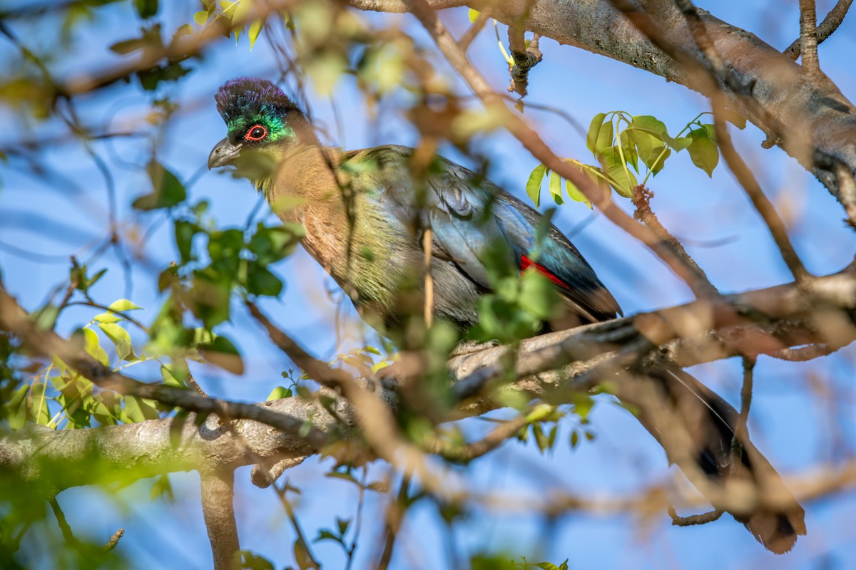 Пурпурнохохлый турако - ML645256110