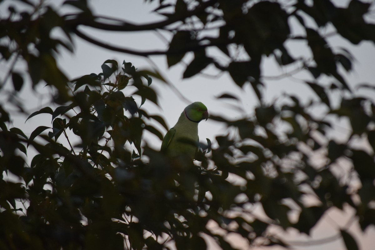 Попугай Крамера - ML645256111