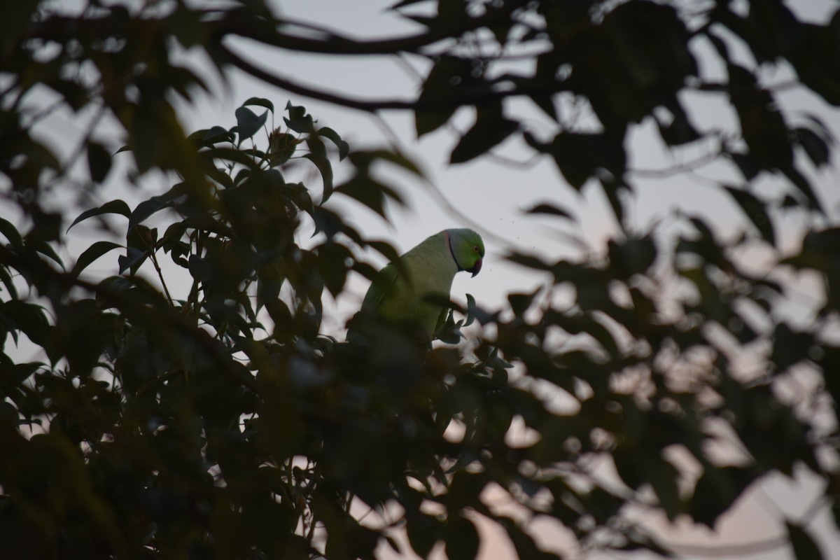 Попугай Крамера - ML645256112