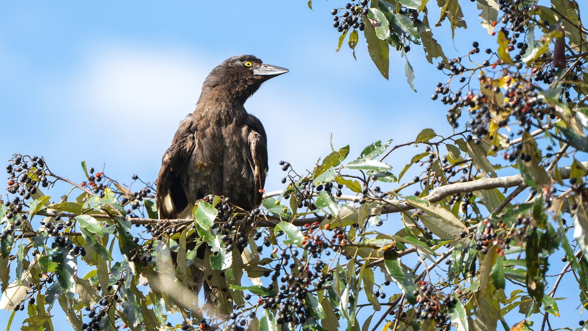 Пегий куравонг - ML645256113