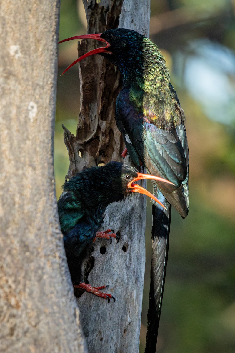 Пестрохвостый древесный удод - ML645256114