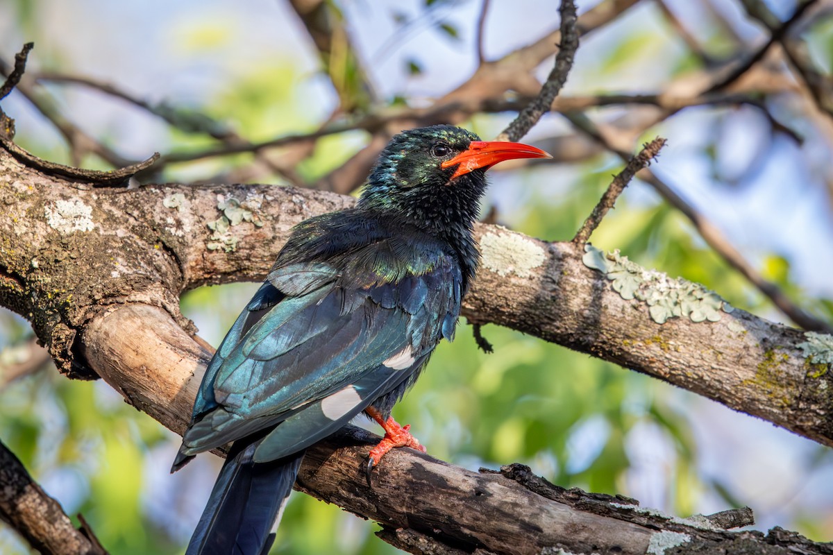 Пестрохвостый древесный удод - ML645256115