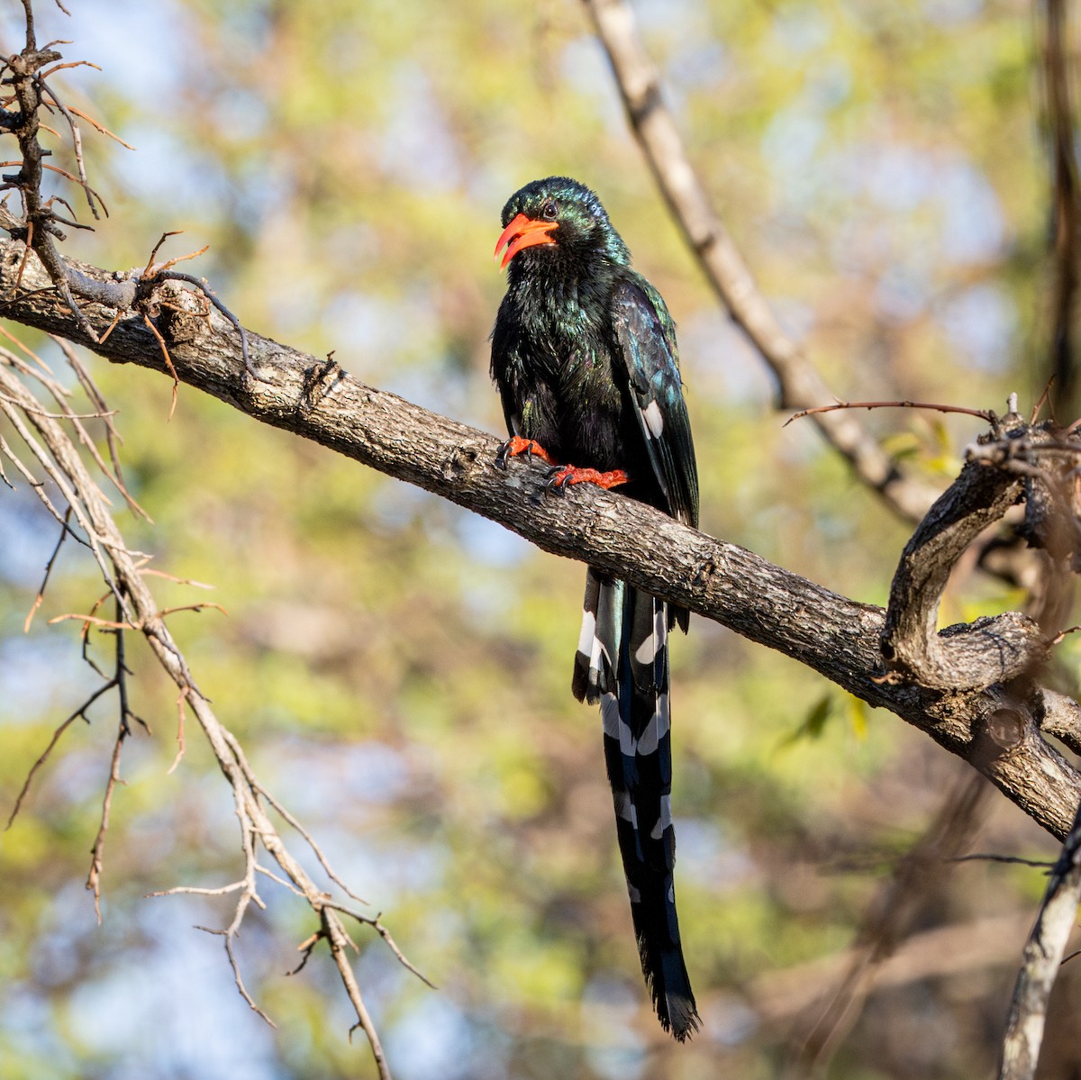 Пестрохвостый древесный удод - ML645256116