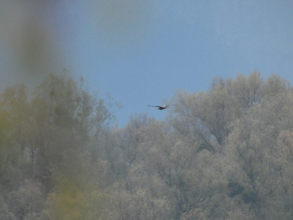 Болотный лунь - ML645256120