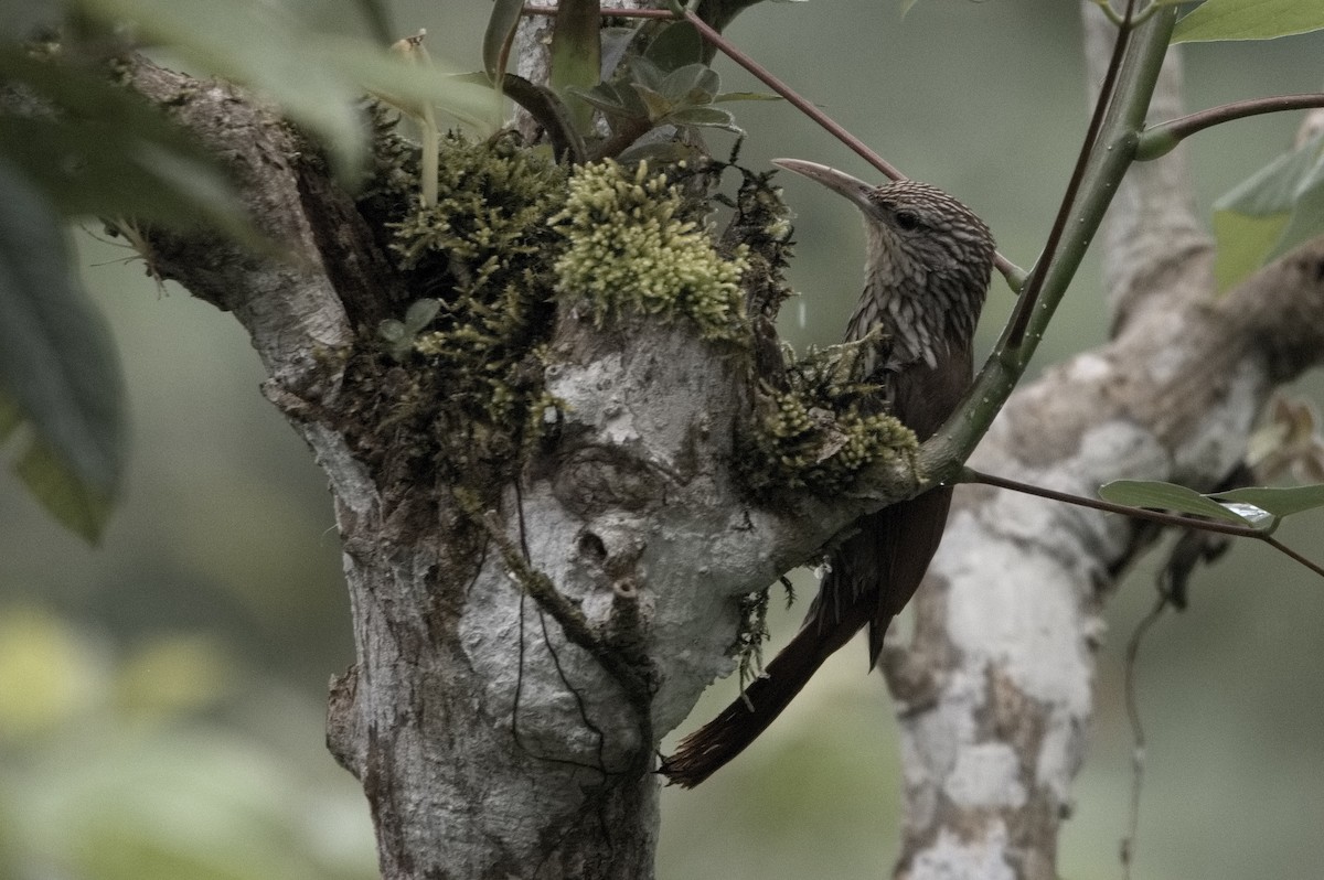 Streak-headed Woodcreeper - ML645256121