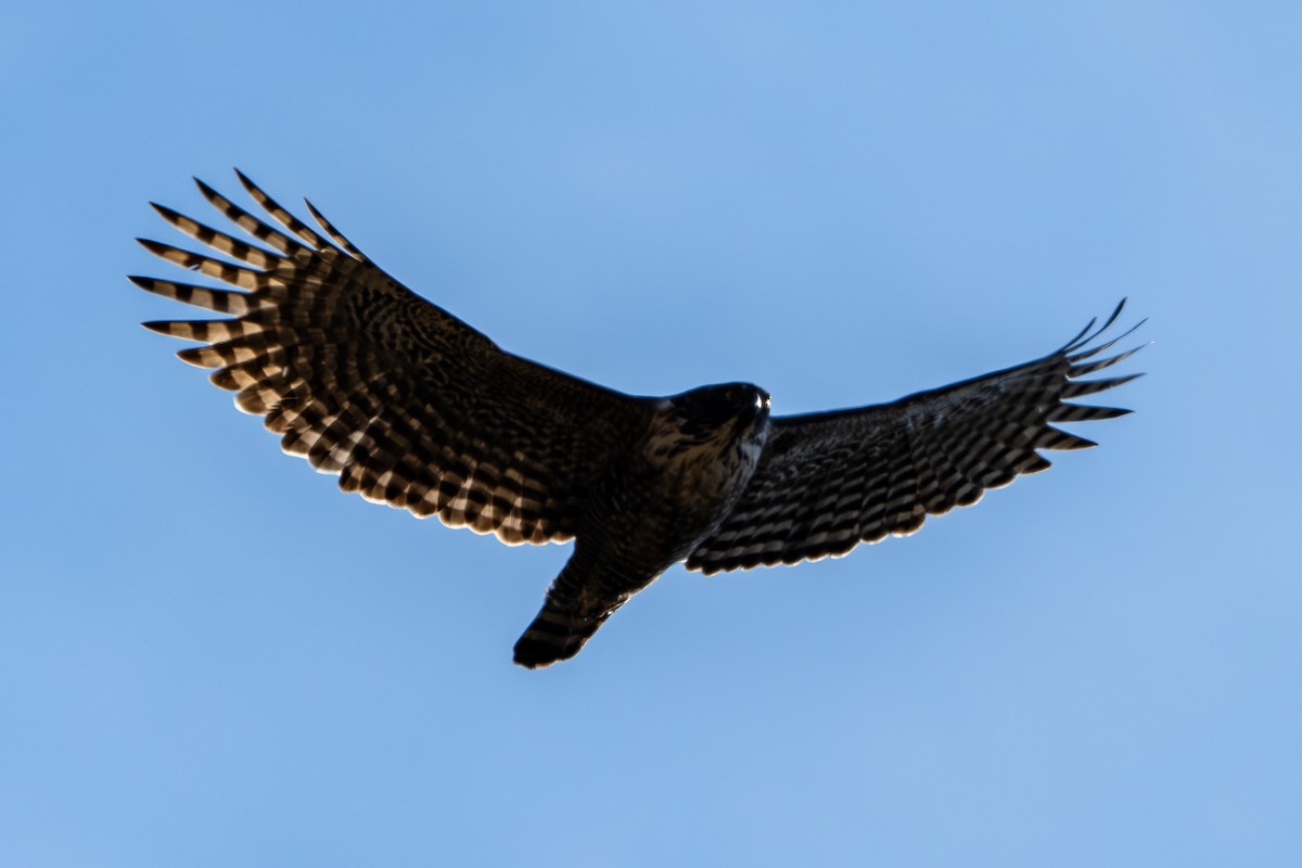 Хохлатый орёл - ML645256122