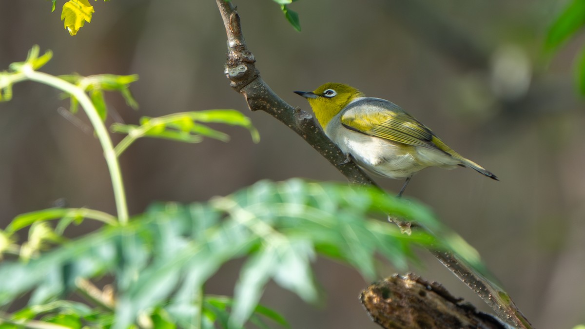 Серебряная белоглазка - ML645256123
