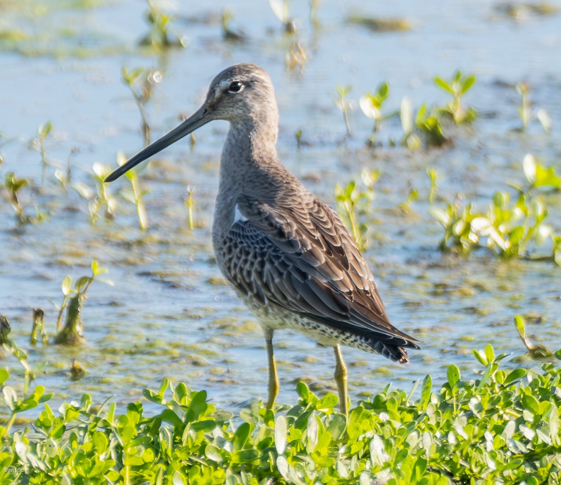 Американский бекасовидный веретенник - ML645256124