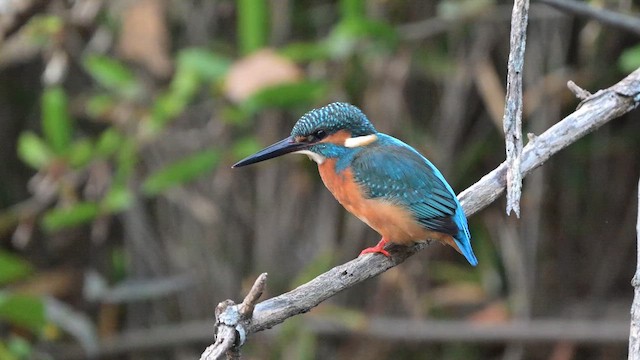 Common Kingfisher - ML645256125
