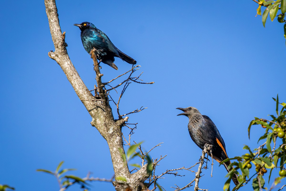 Краснокрылый скворец - ML645256126