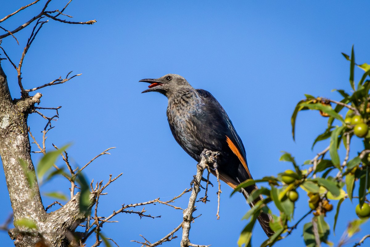 Краснокрылый скворец - ML645256127