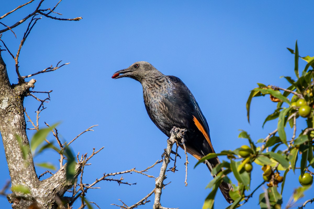 Краснокрылый скворец - ML645256128