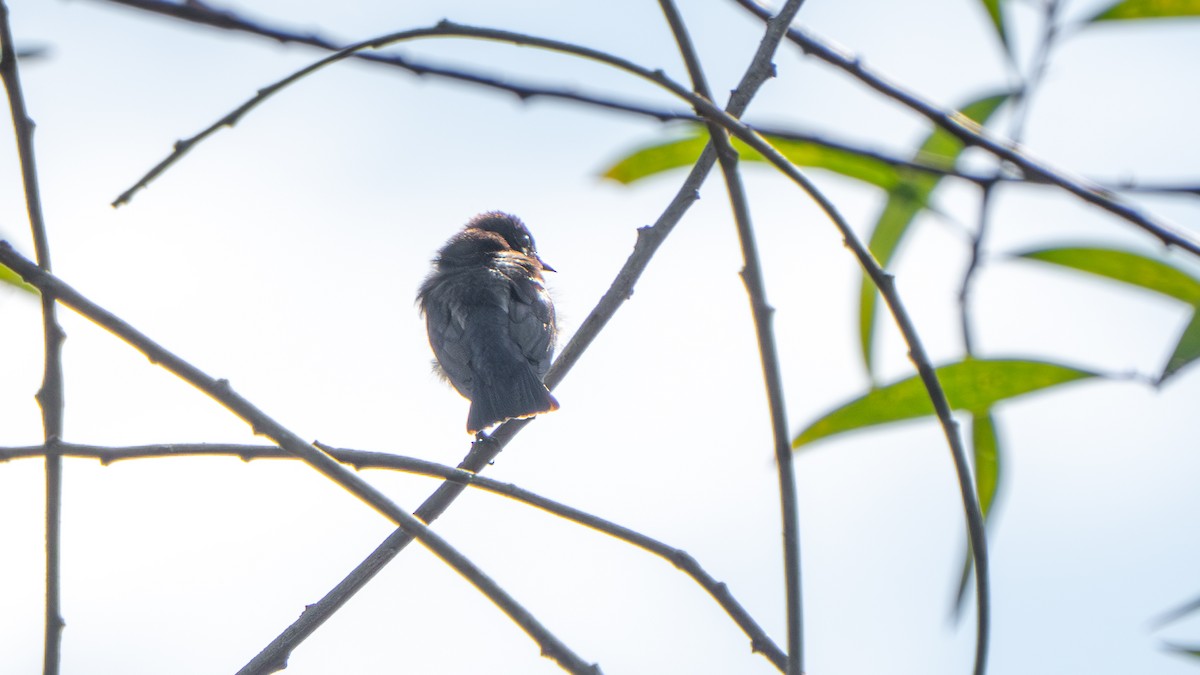 Mistletoebird (Australian) - ML645256129