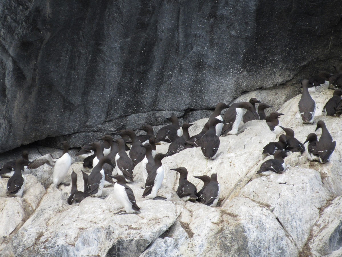 Тонкоклювая кайра - ML645256131