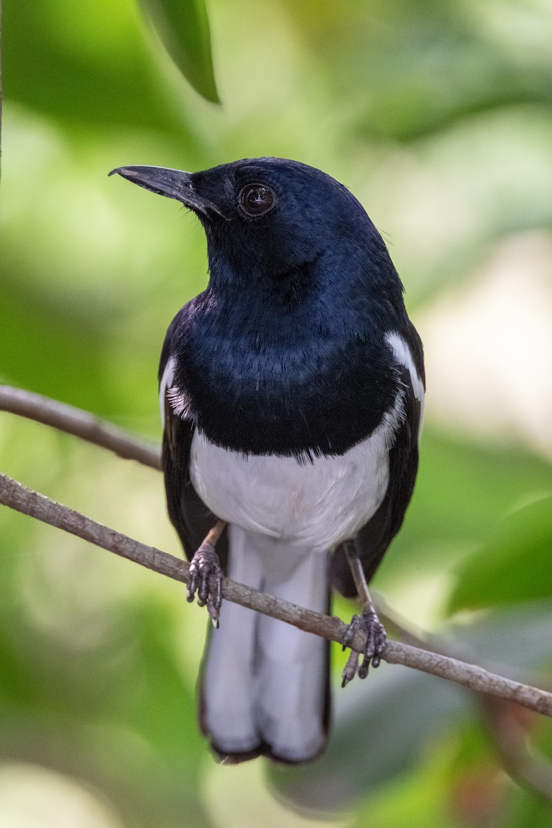 鵲鴝 - ML645256132