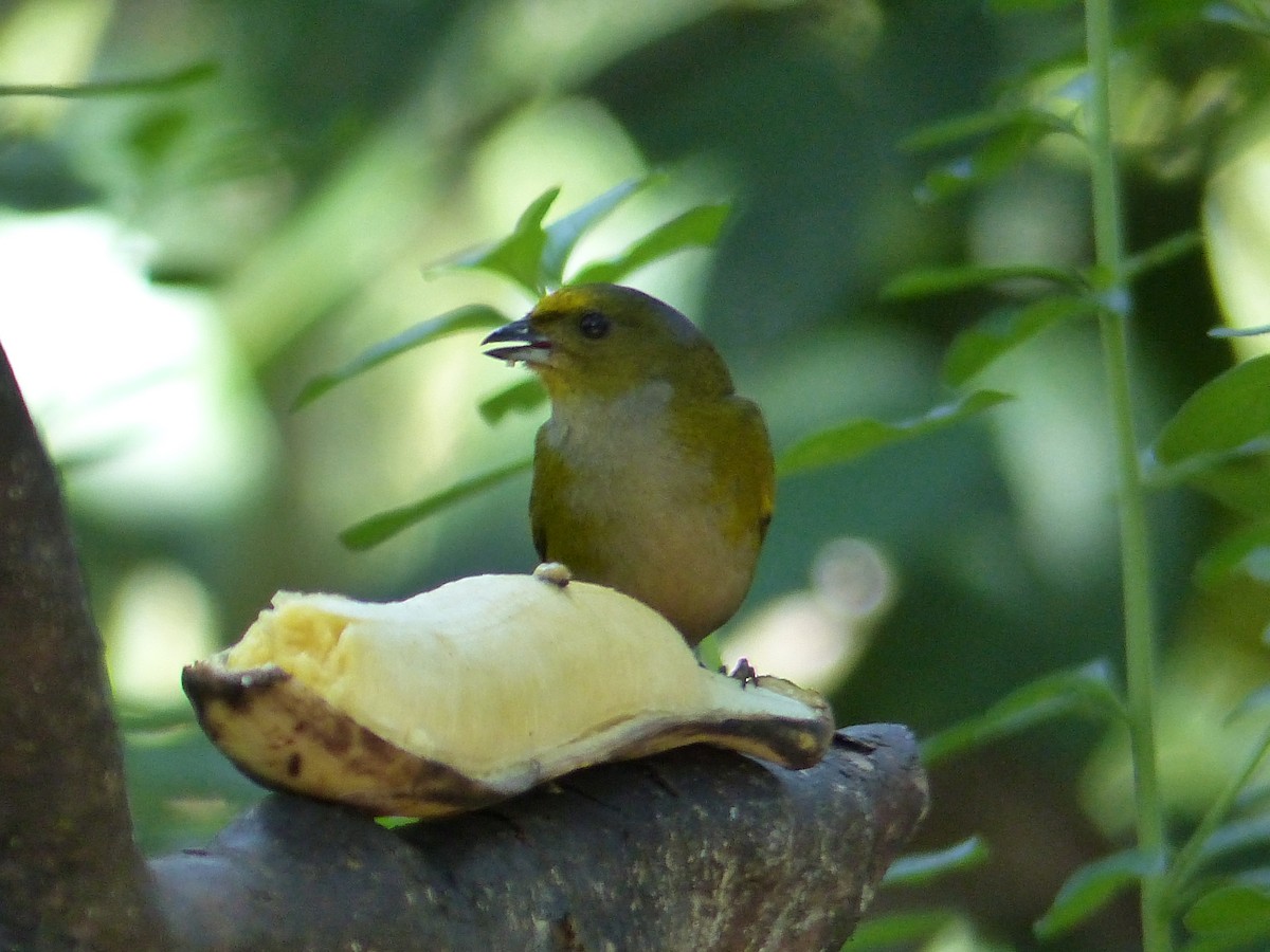 Желтогорлый дромник - ML645256133