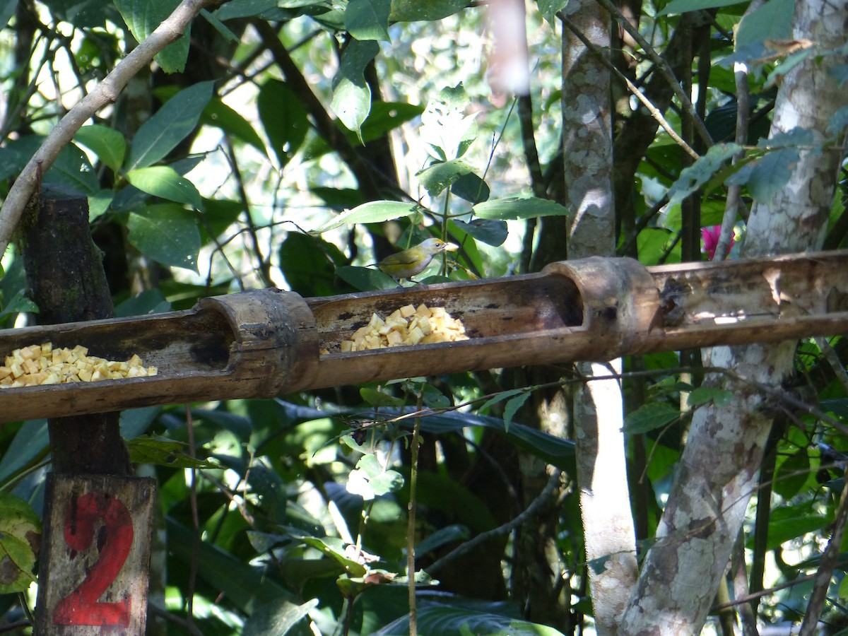 Желтогорлый дромник - ML645256134