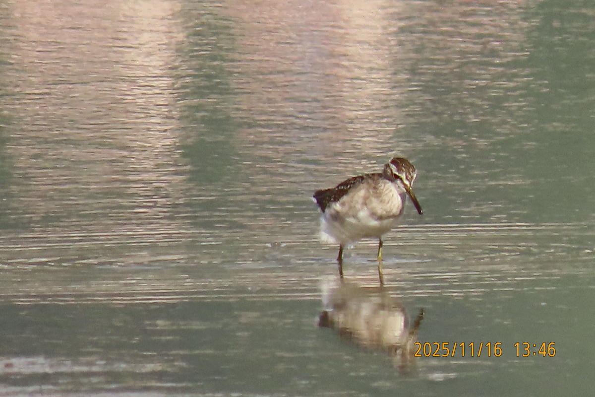 タカブシギ - ML645256135