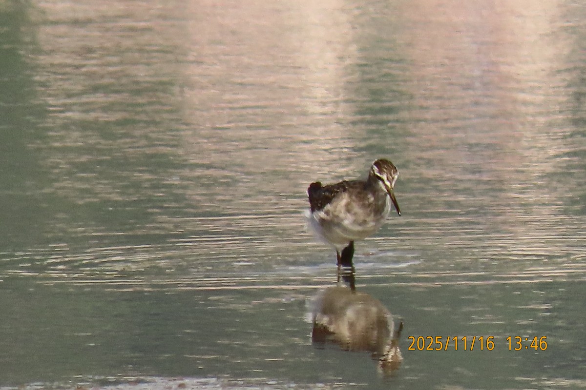 タカブシギ - ML645256136