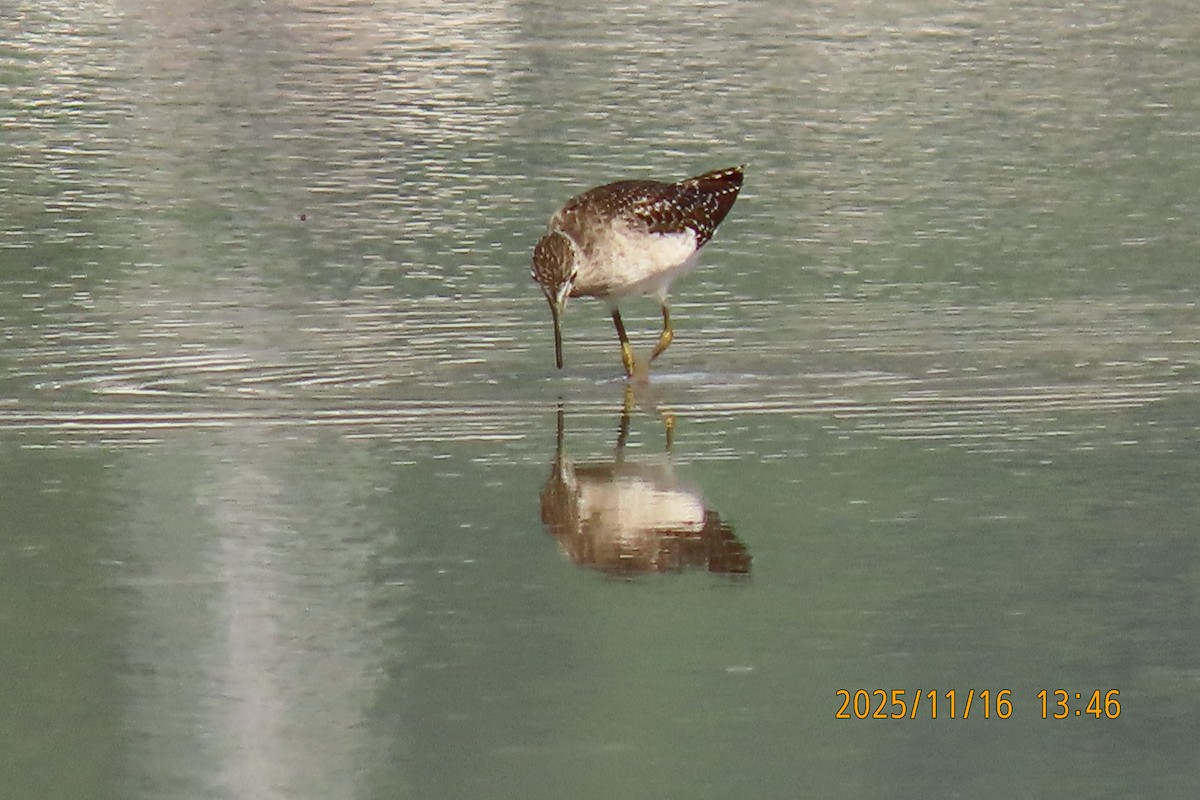 タカブシギ - ML645256137