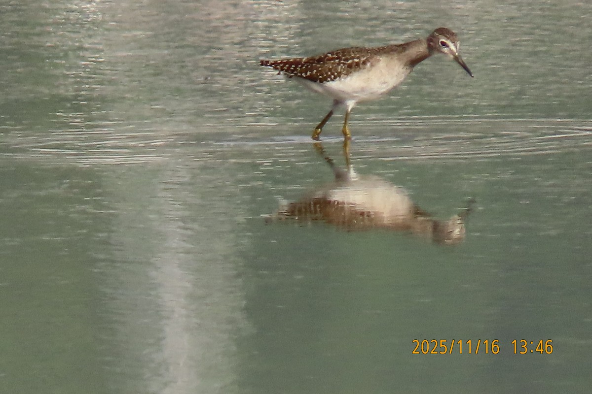 タカブシギ - ML645256138