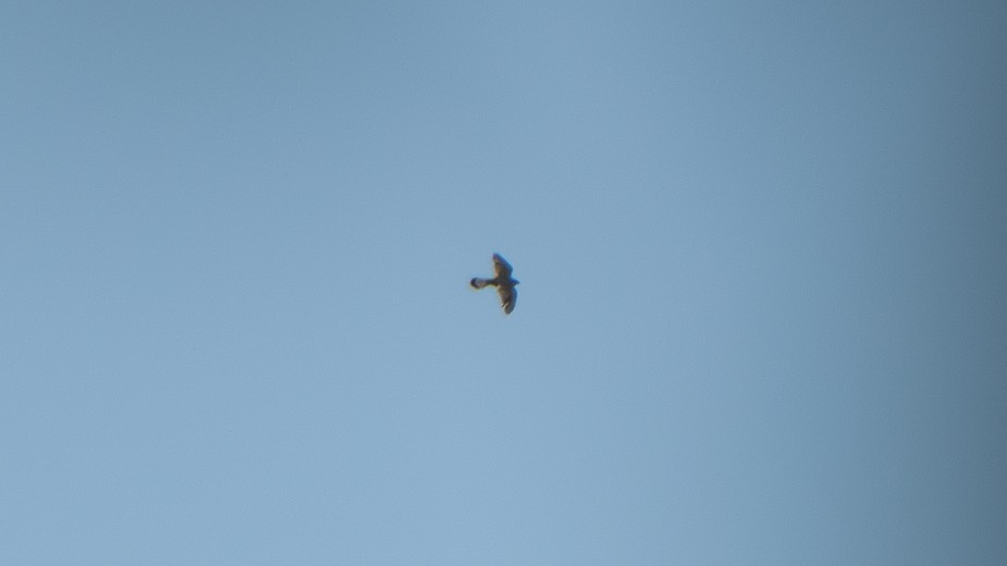 Nankeen Kestrel - ML645256139